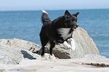 BORDER COLLIE 1592